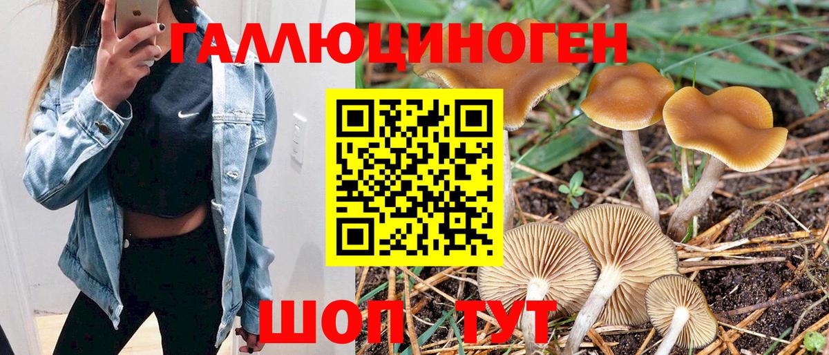 Галлюциногенные грибы Psilocybe Алексин